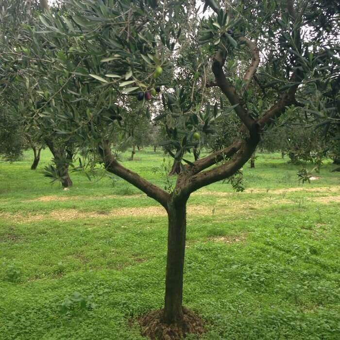 albero giovane 1